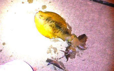 焼津港　アオリイカ釣り